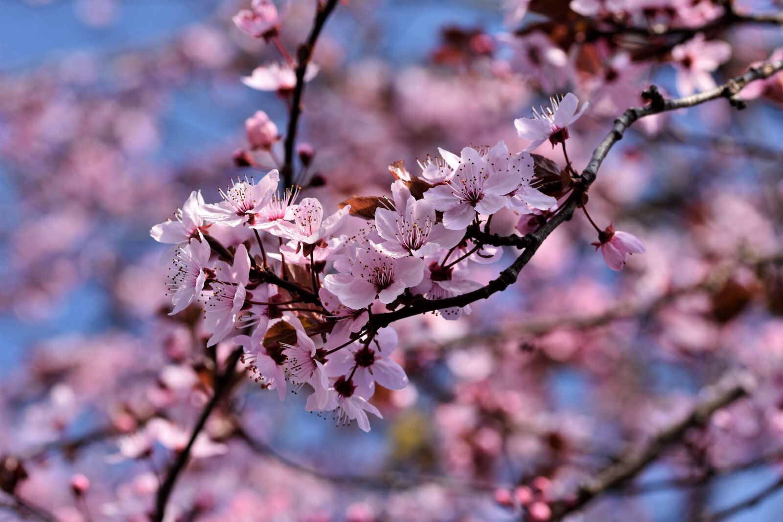 Nikon D7200 sample photo. Ornamental cherry, cherry blossoms photography