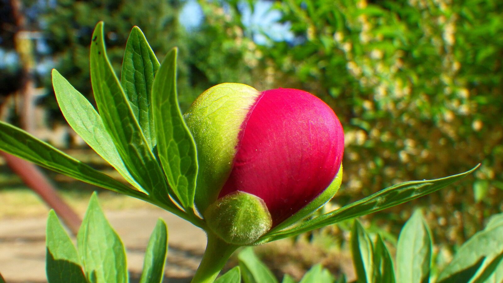 Pentax Optio WG-2 sample photo. Nature, leaf plants, plant photography
