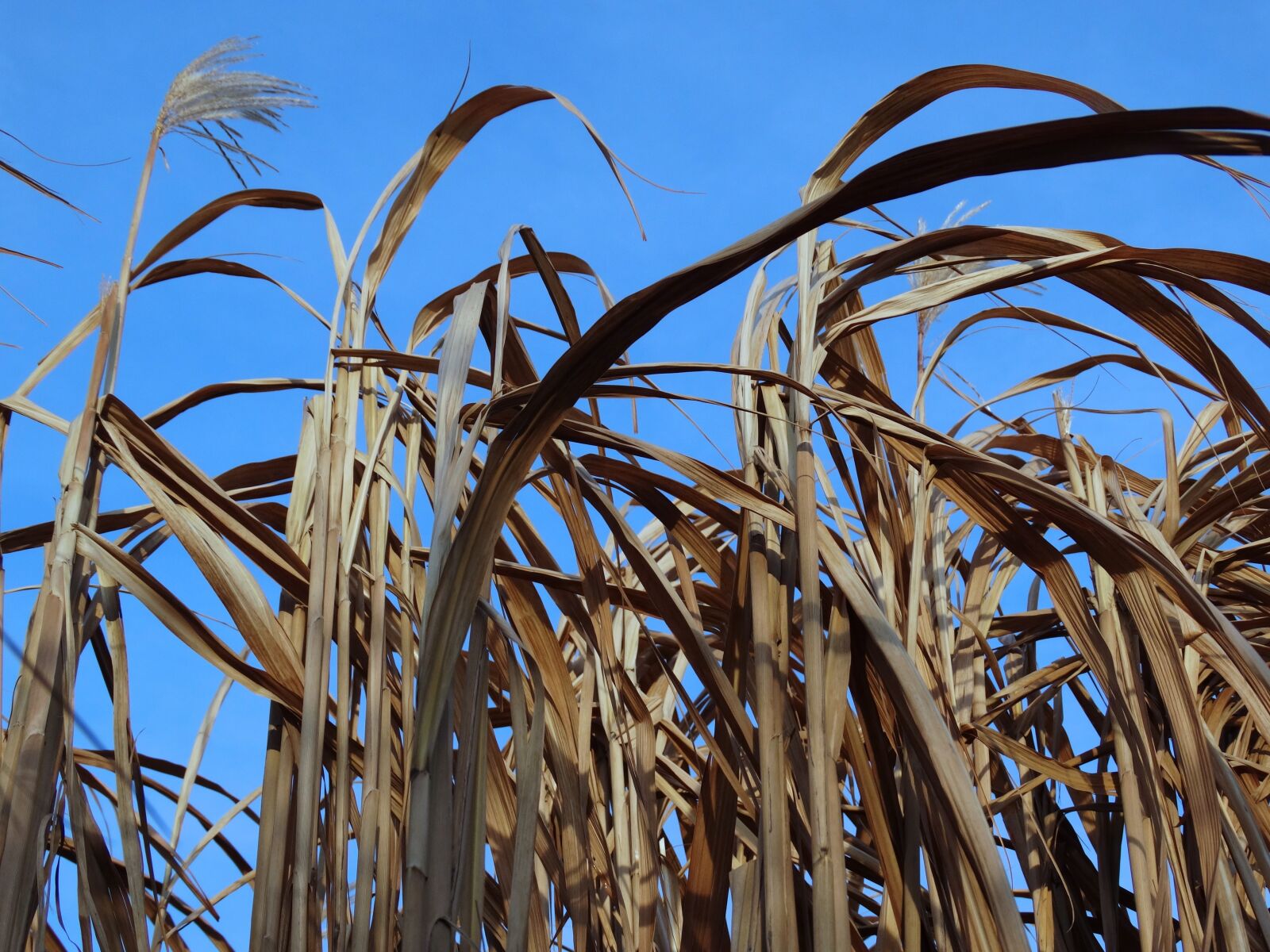 Sony Cyber-shot DSC-HX300 sample photo. Reed, nature photography