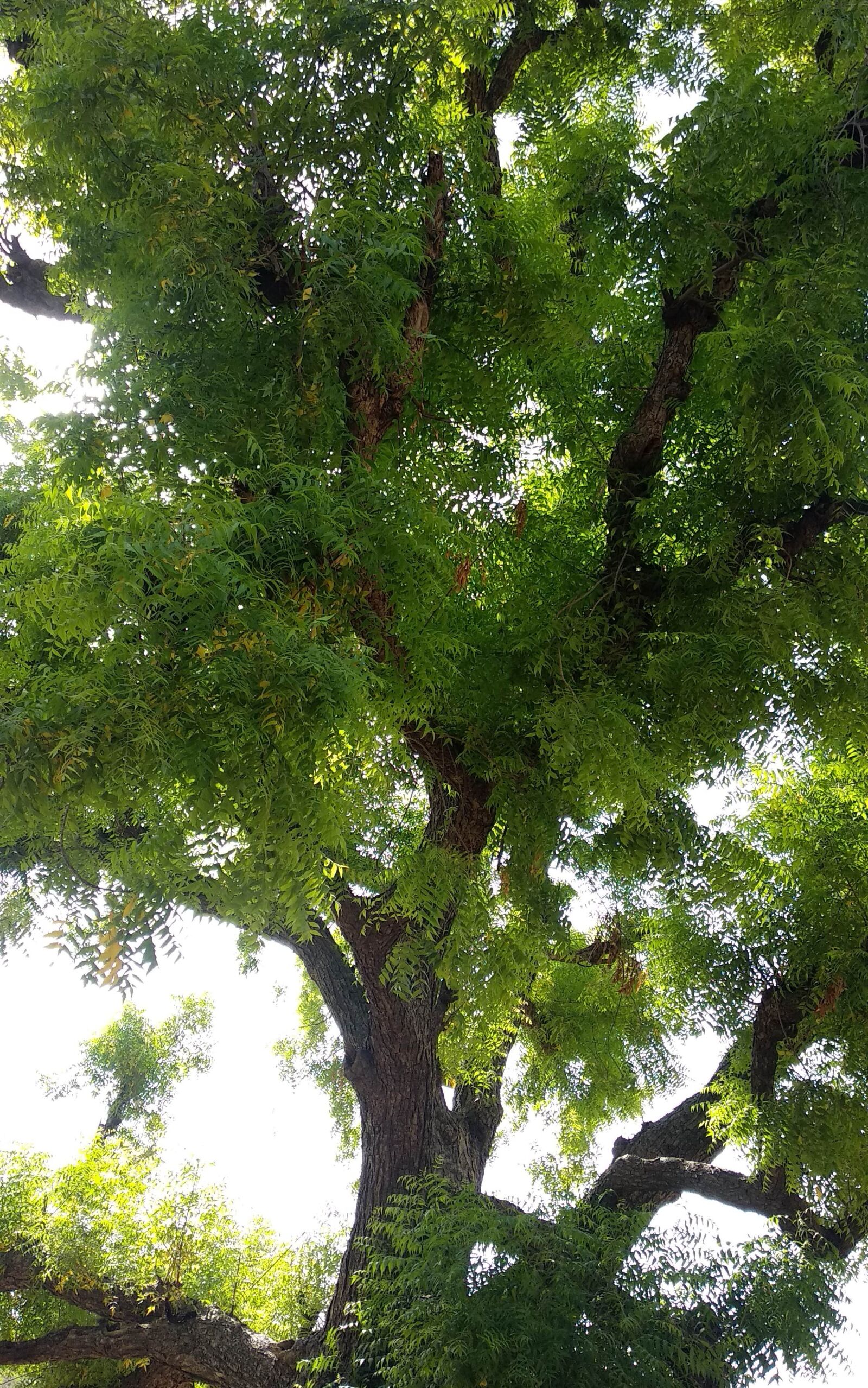 Xiaomi Mi A1 sample photo. Tree, azadirachta indica, neem photography