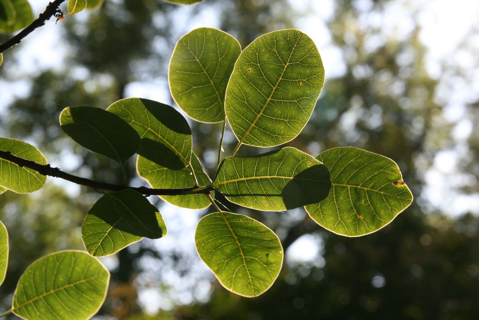 Canon EOS 400D (EOS Digital Rebel XTi / EOS Kiss Digital X) sample photo. Green, leaves, leaf veins photography