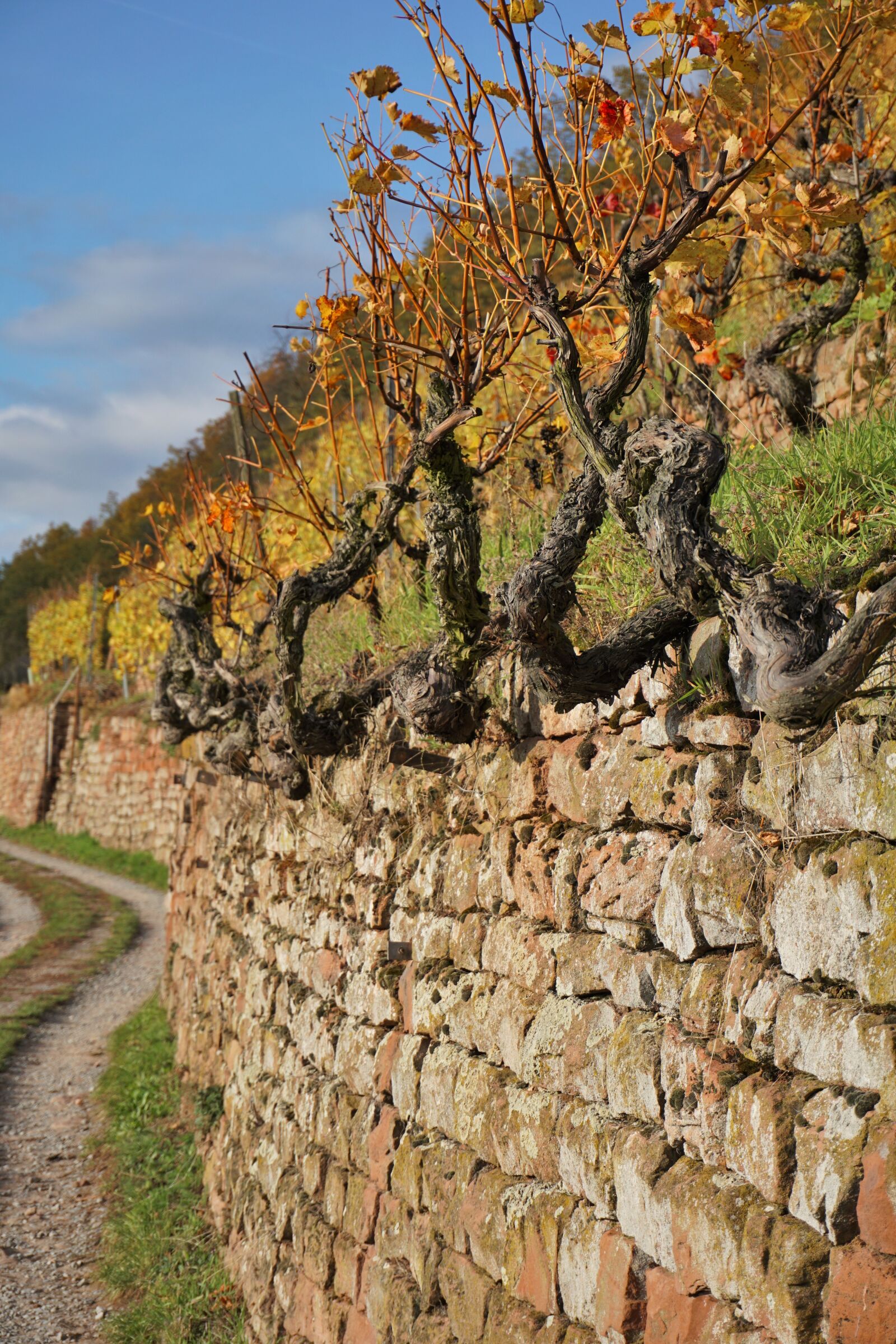Sony E 16-50mm F3.5-5.6 PZ OSS sample photo. Vineyard, wine, winegrowing photography