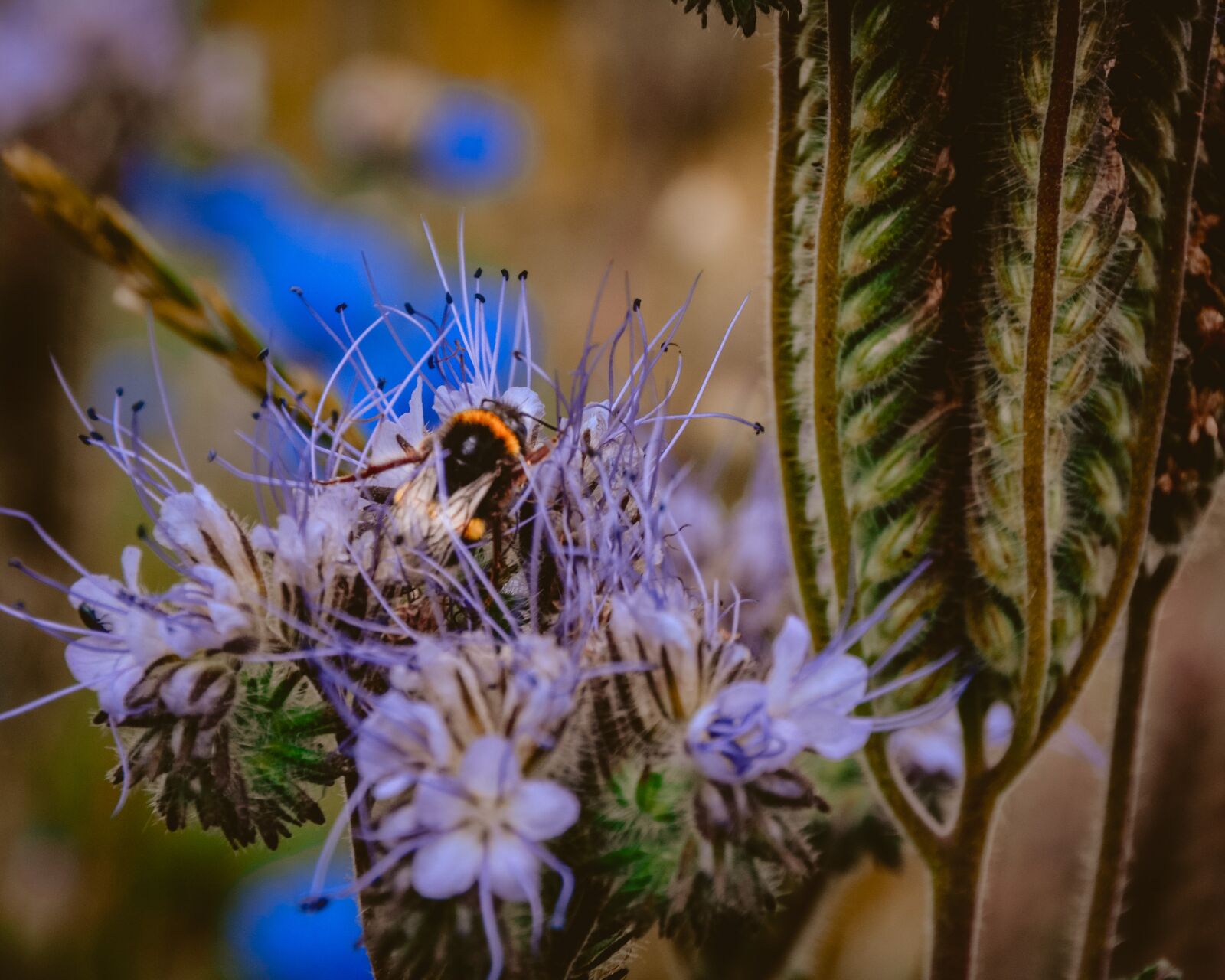 Nikon D5100 sample photo. Bee, field, flower photography