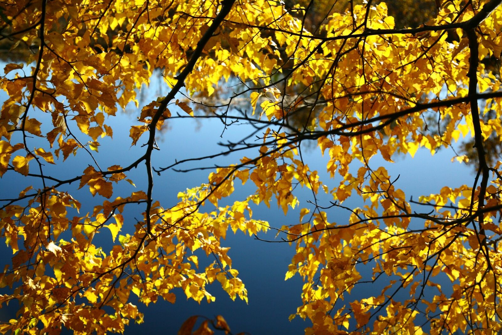 Canon EOS 5D sample photo. Autumn, water, fallen foliage photography
