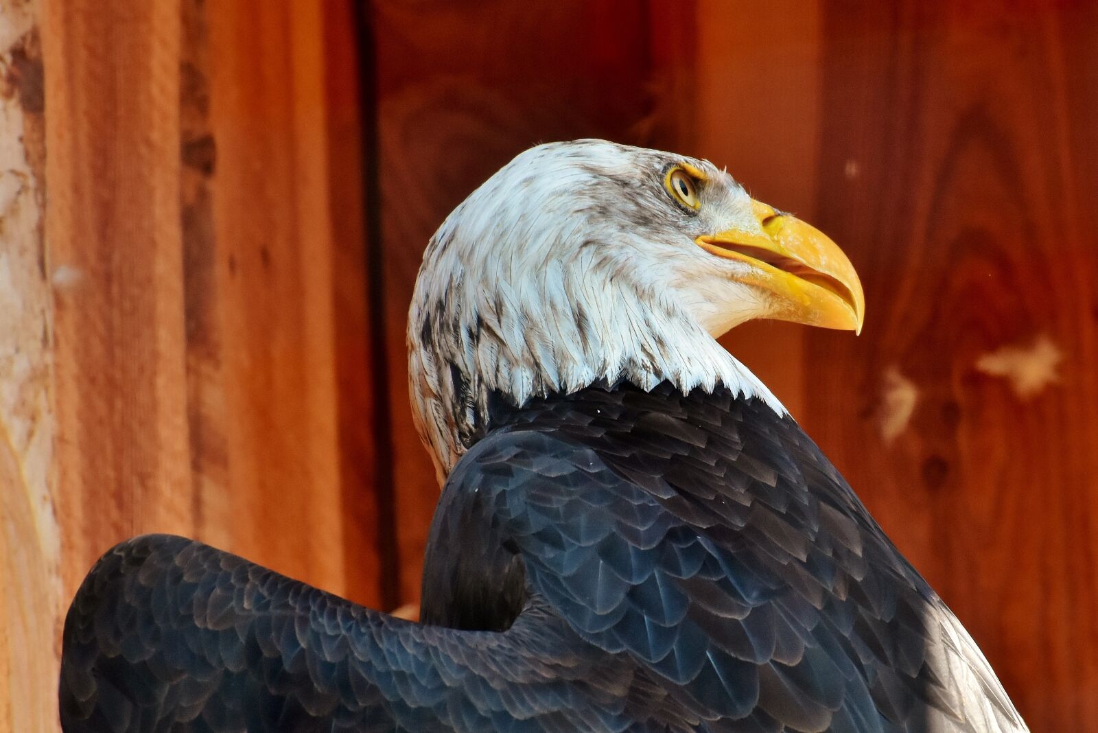 Nikon D7200 sample photo. Adler, bald eagle, eyelid photography