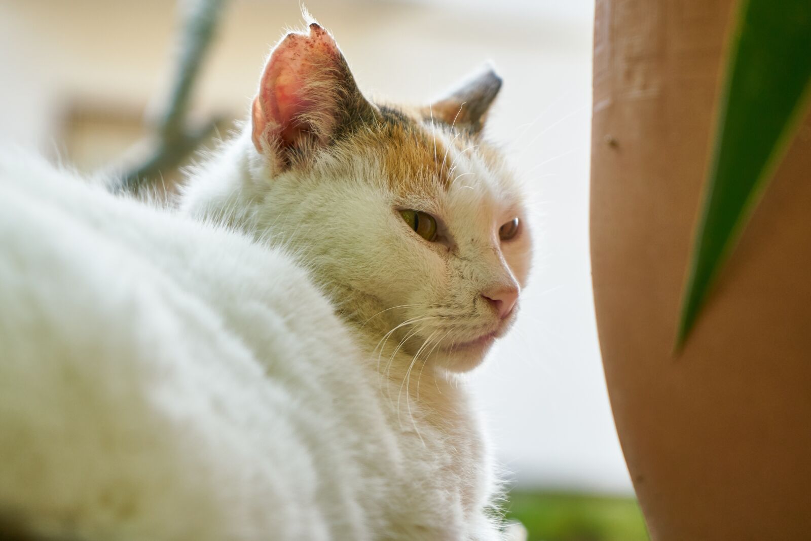 Sony a7R II sample photo. Cat, portrait, white photography