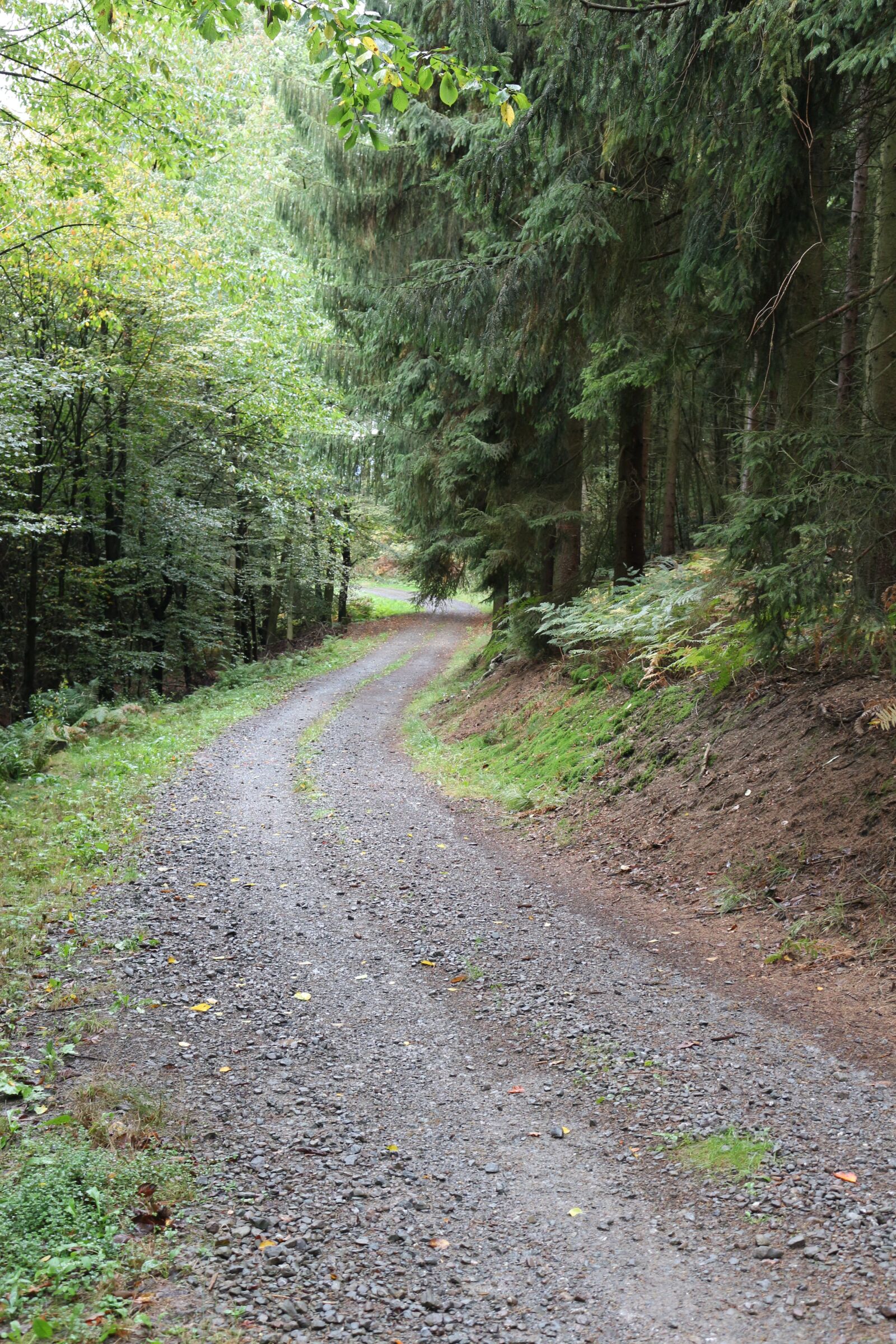 Canon EOS 100D (EOS Rebel SL1 / EOS Kiss X7) sample photo. Cologne, r srath, forest photography