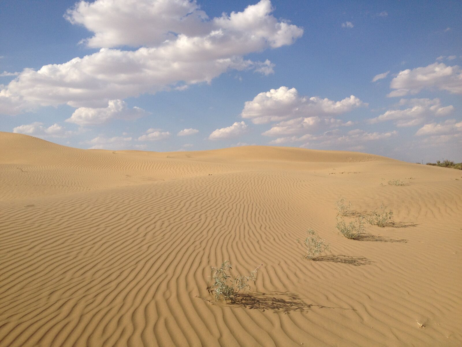 iPhone 4S back camera 4.28mm f/2.4 sample photo. Desert, india, nature photography