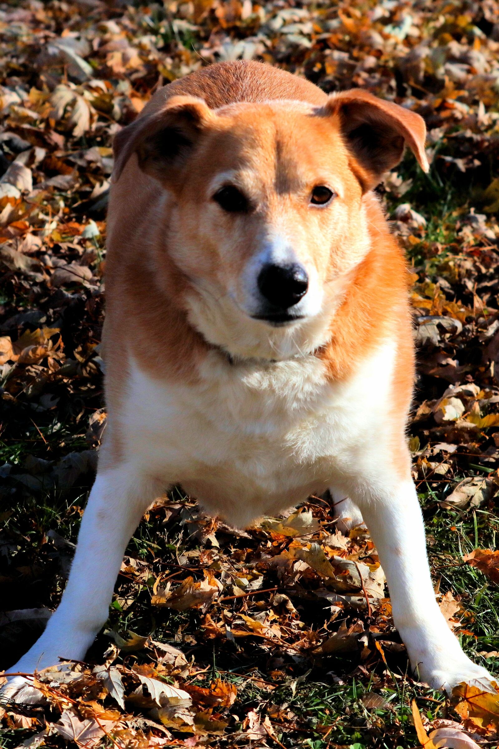 Canon EOS 90D sample photo. Dog, puppy, playful photography