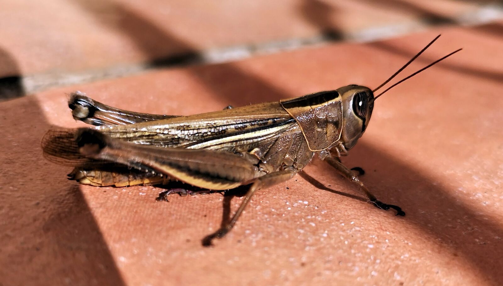 HUAWEI CLT-L29 sample photo. Insect, grasshopper, nature photography