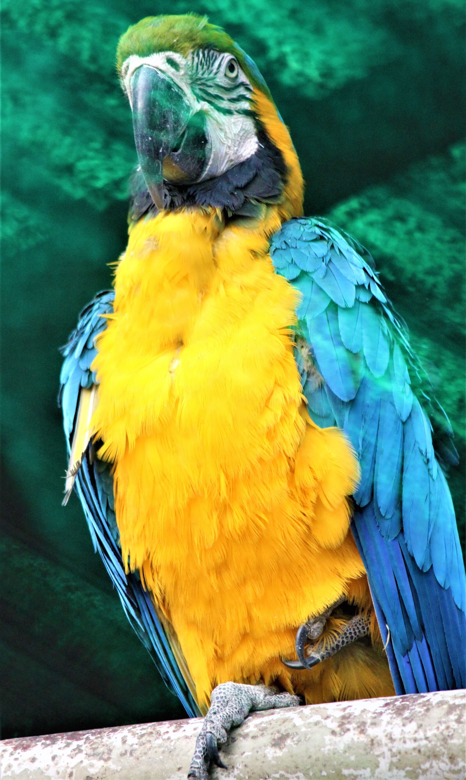 Canon EOS 1200D (EOS Rebel T5 / EOS Kiss X70 / EOS Hi) sample photo. Blue and yellow macaw photography