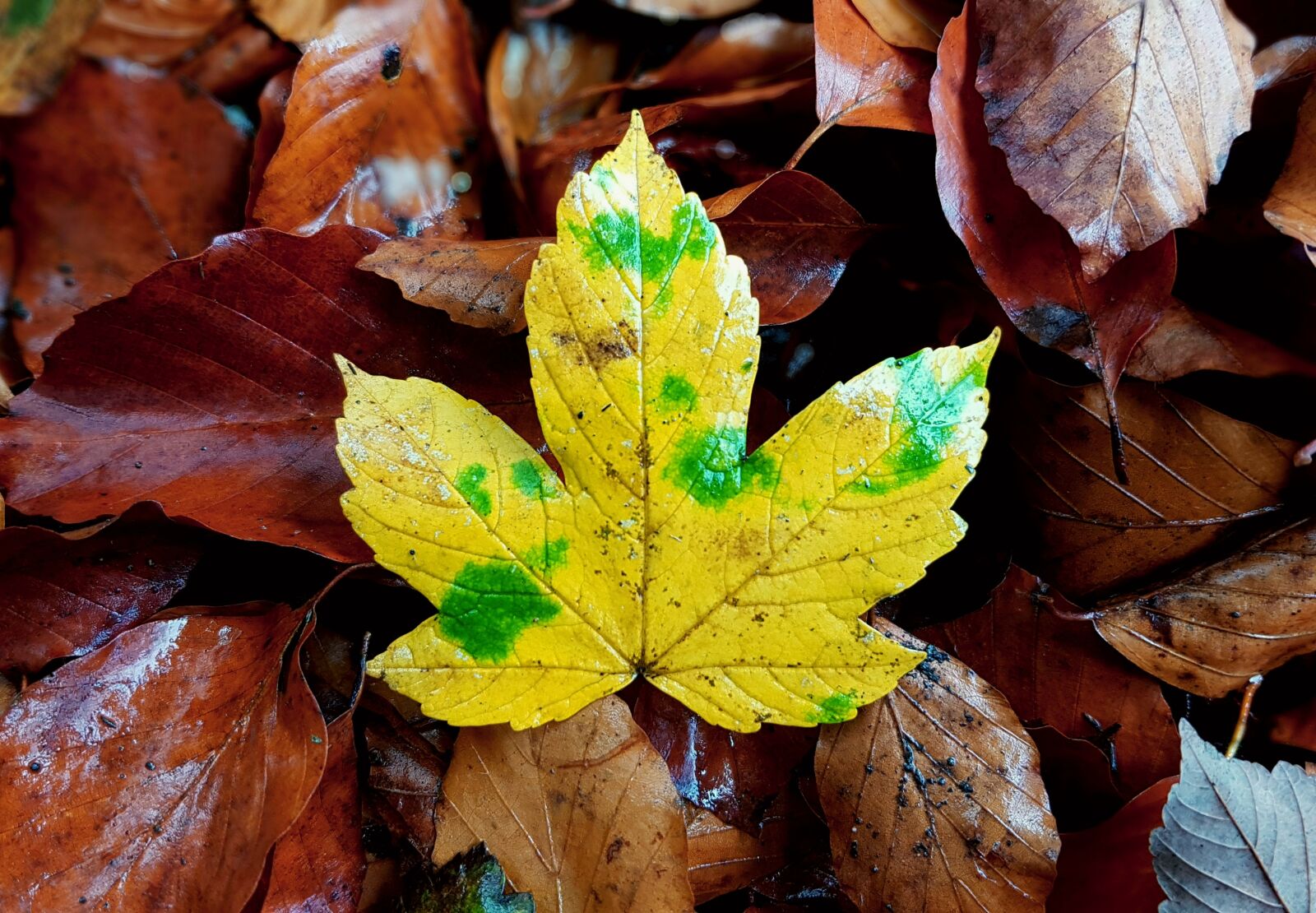 Samsung Galaxy S7 sample photo. Maple, maple leaf, maple photography