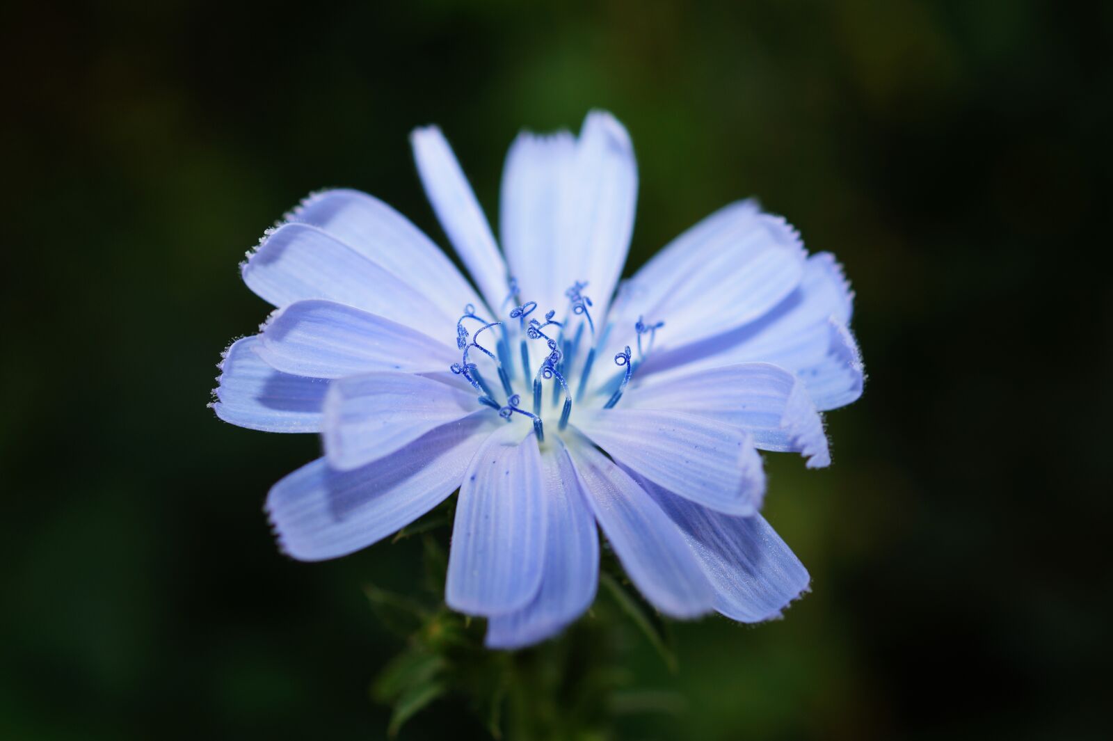 Sony SLT-A58 + Sony DT 30mm F2.8 Macro SAM sample photo. White, flower, plant photography