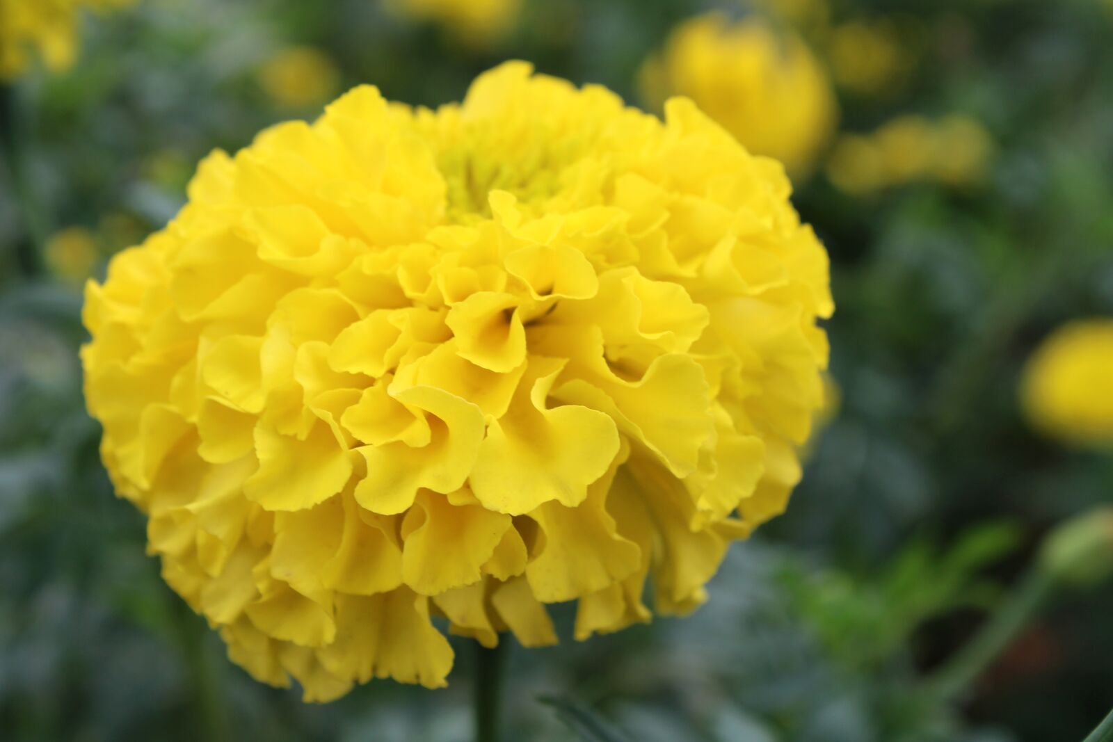 Canon EOS 2000D (EOS Rebel T7 / EOS Kiss X90 / EOS 1500D) sample photo. The marigold flower close photography