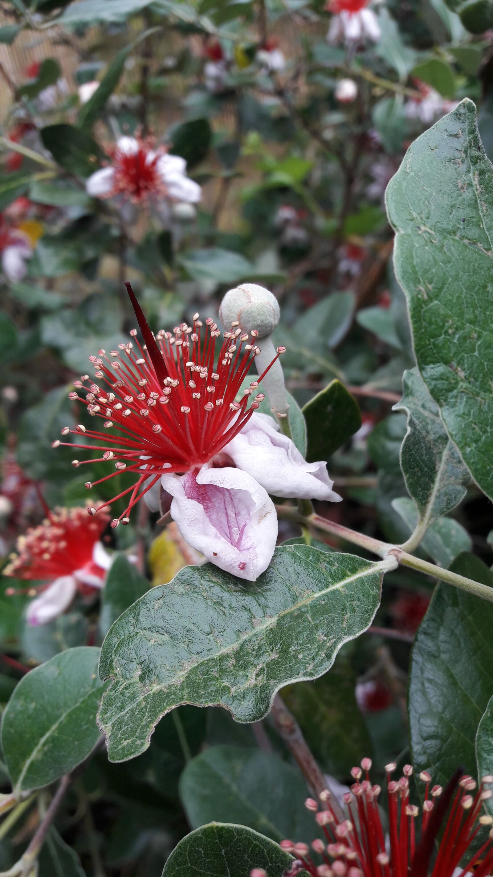 Samsung Galaxy A5(2016) sample photo. Feijoa, flowers, color pink photography