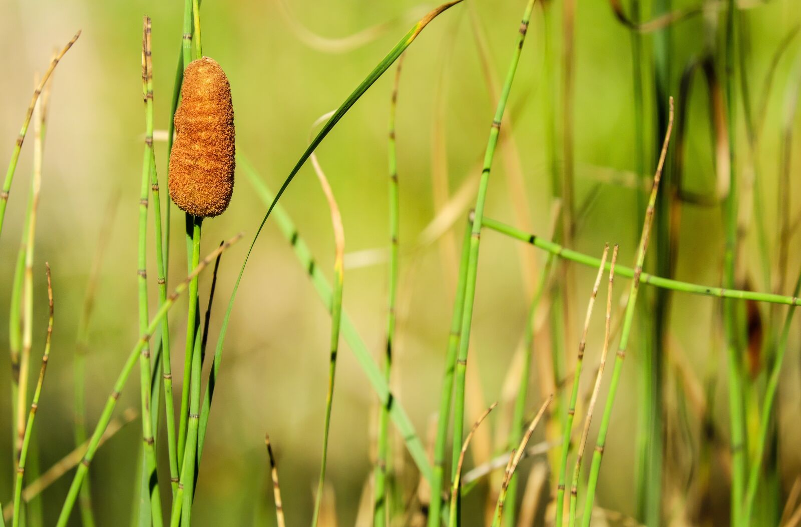 Fujifilm X-T10 + Fujifilm XC 50-230mm F4.5-6.7 OIS sample photo. Cattail, pond plant, reed photography