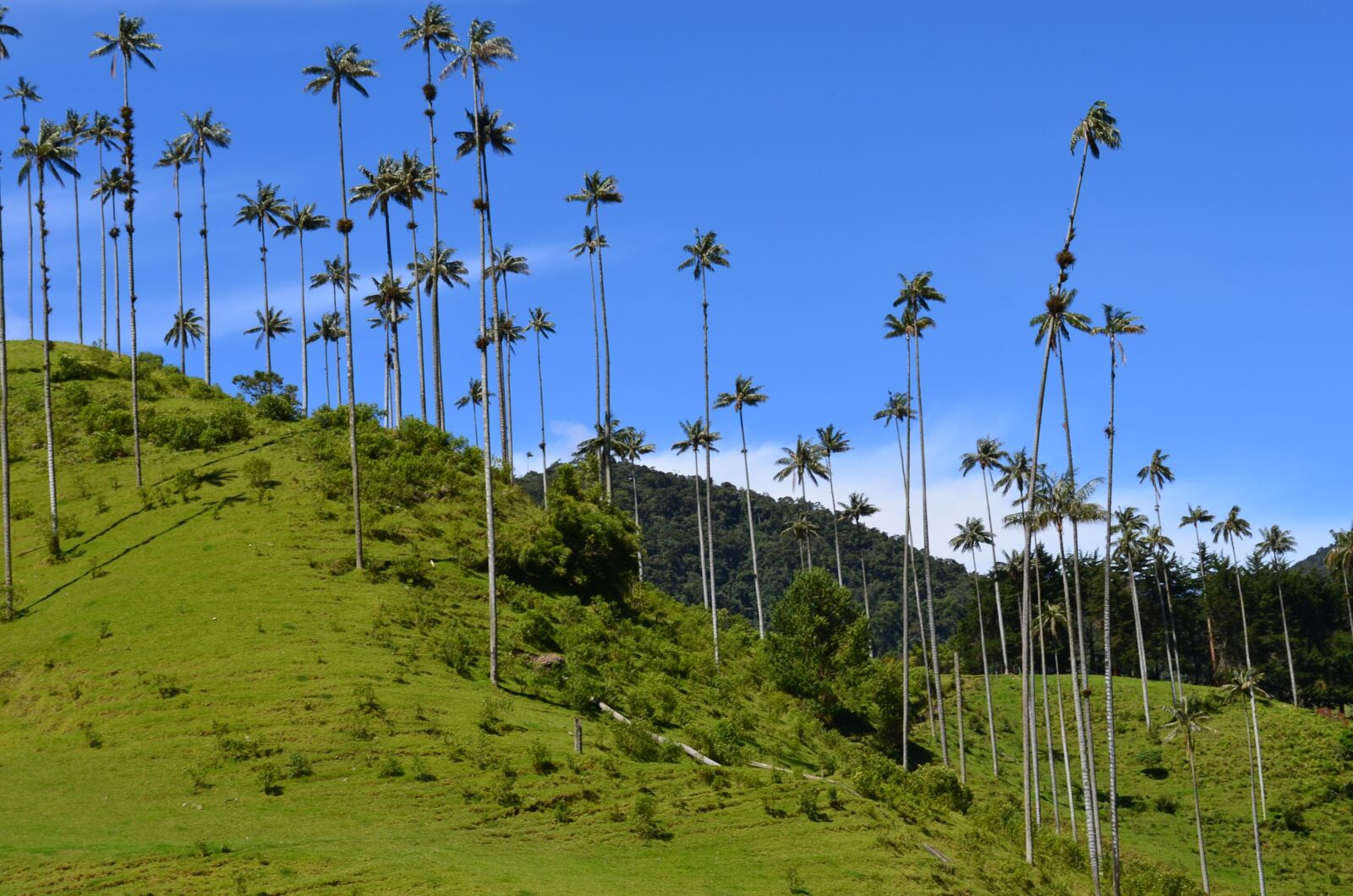 Nikon D5100 sample photo. Quindio, nature, landscapes photography