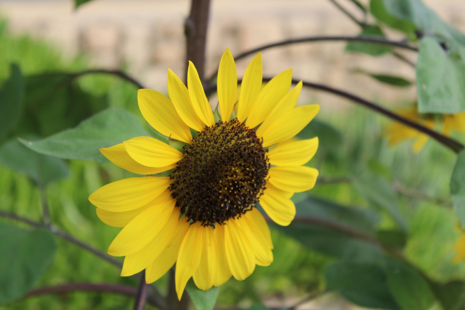 Canon EOS 1300D (EOS Rebel T6 / EOS Kiss X80) sample photo. Girasol, flower, sunflower photography