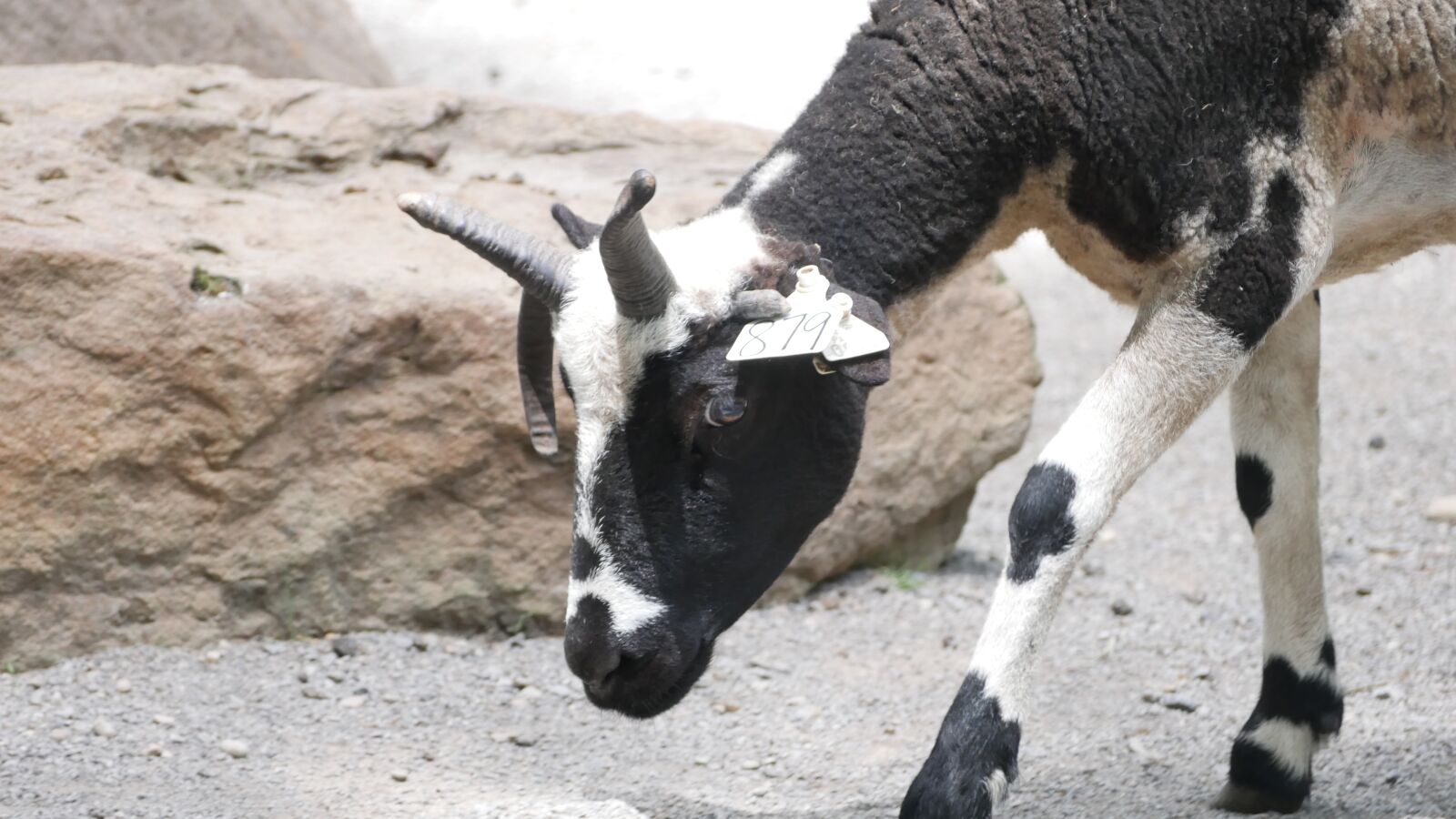 Panasonic Lumix DMC-G7 sample photo. Goat, black, animal photography