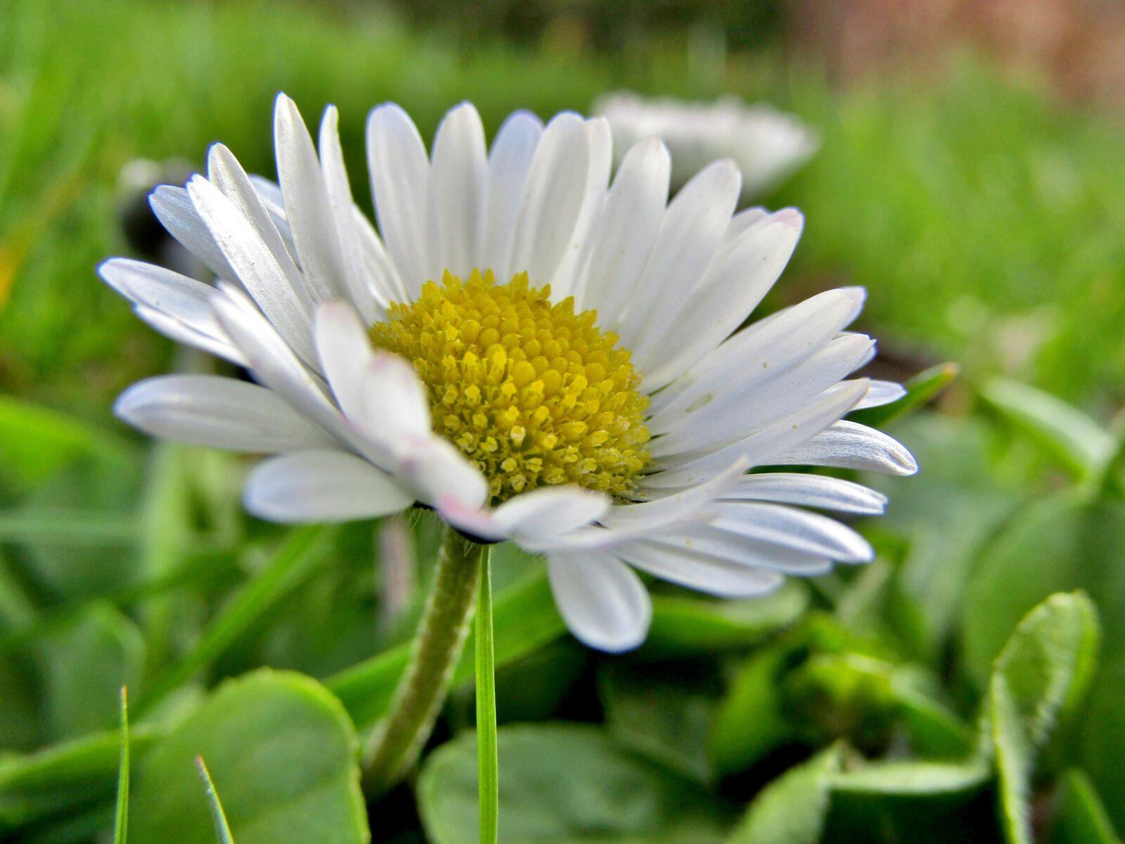 Canon POWERSHOT SX432 IS sample photo. Daisy, blossom, bloom photography