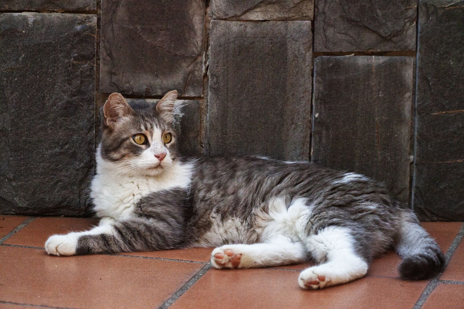 Canon EOS 5D Mark II sample photo. Cat, kitten, animal photography
