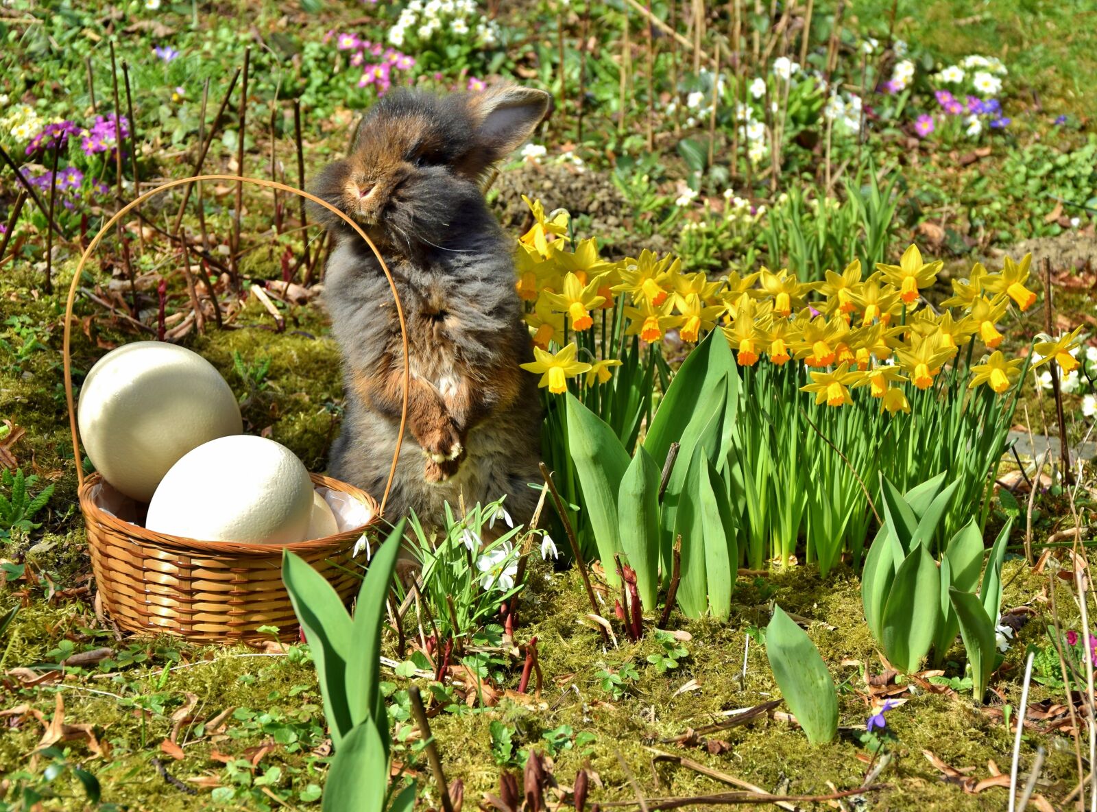Nikon D5300 sample photo. Easter, easter bunny, beard photography
