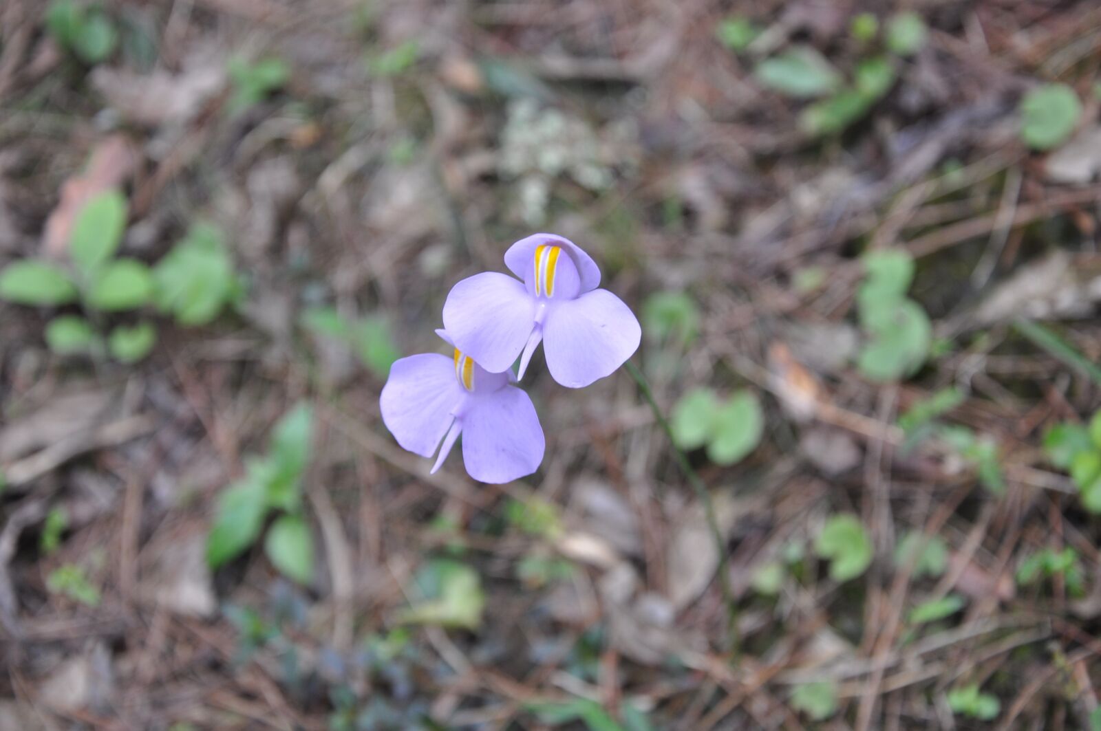 Nikon D90 sample photo. Flower, purple, nature photography