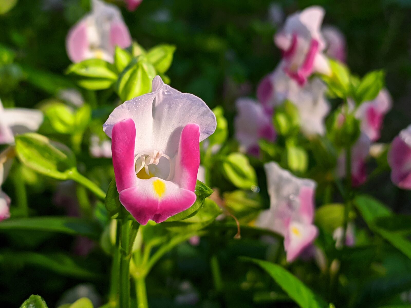 Xiaomi Redmi Note 7 sample photo. Flower, fresh, flower muzzle photography