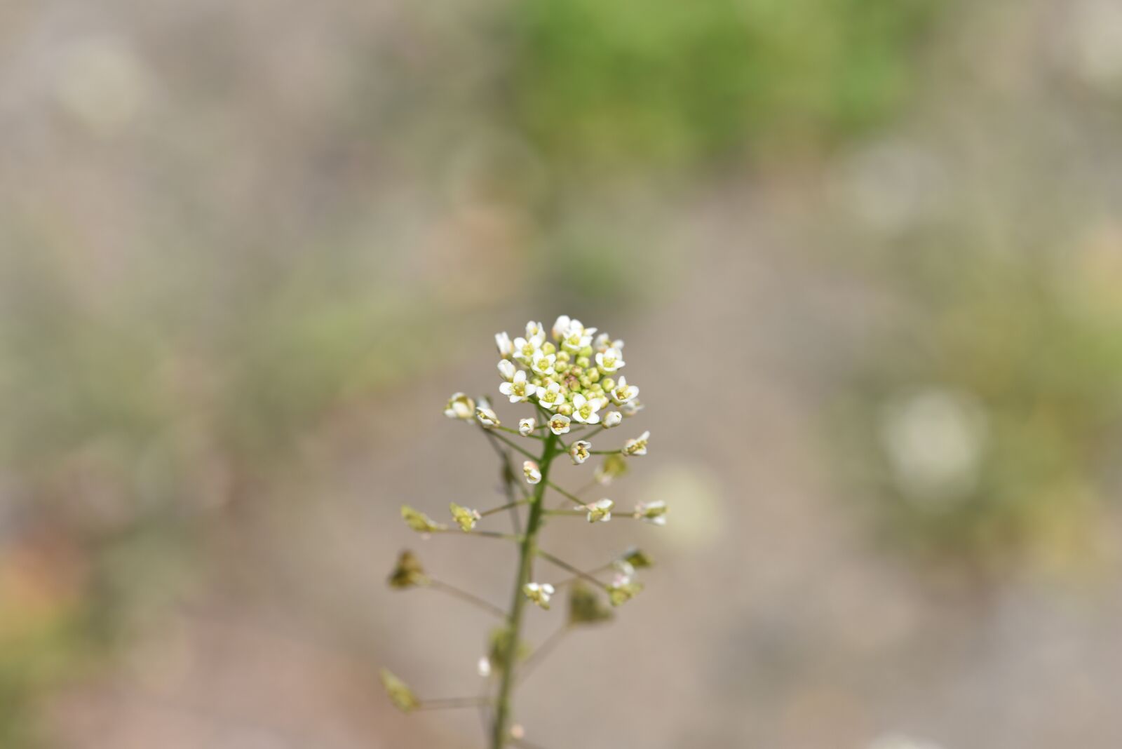 Nikon D810 sample photo. Horseradish, spring sprouts, horseradish photography