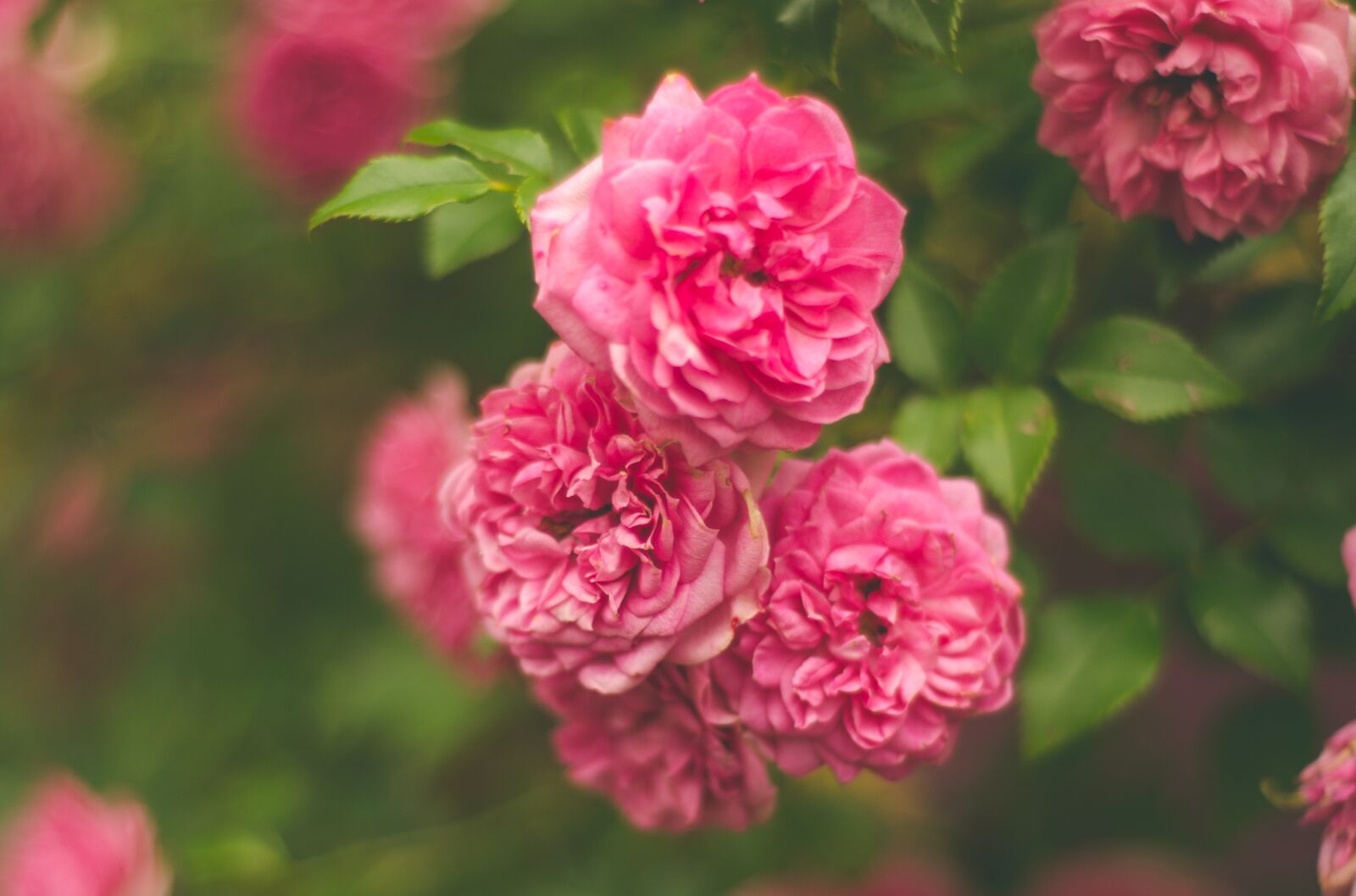 Nikon D7000 sample photo. Flowers, pink, pink flowers photography