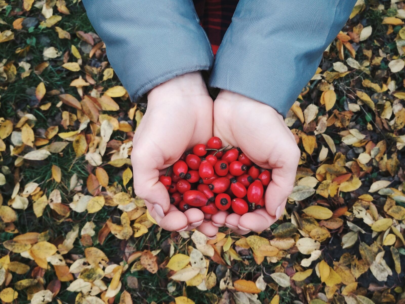 Xiaomi Redmi 4X sample photo. Food, fruit, berry photography