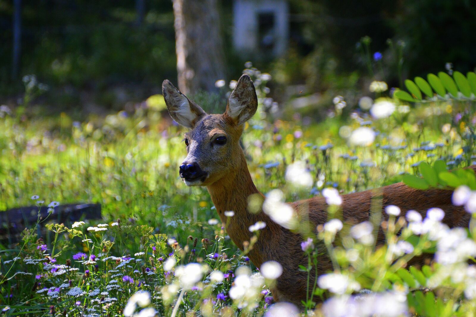 Nikon D3200 sample photo. Doe, deer, animal photography