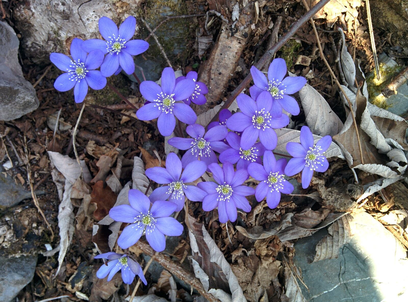 LG Nexus 5 sample photo. Flower, purple flower, flowers photography