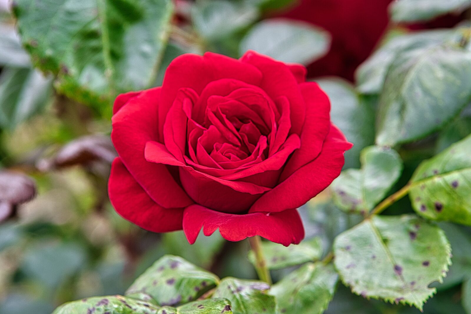 Nikon D7500 sample photo. Rose, red, blossom photography