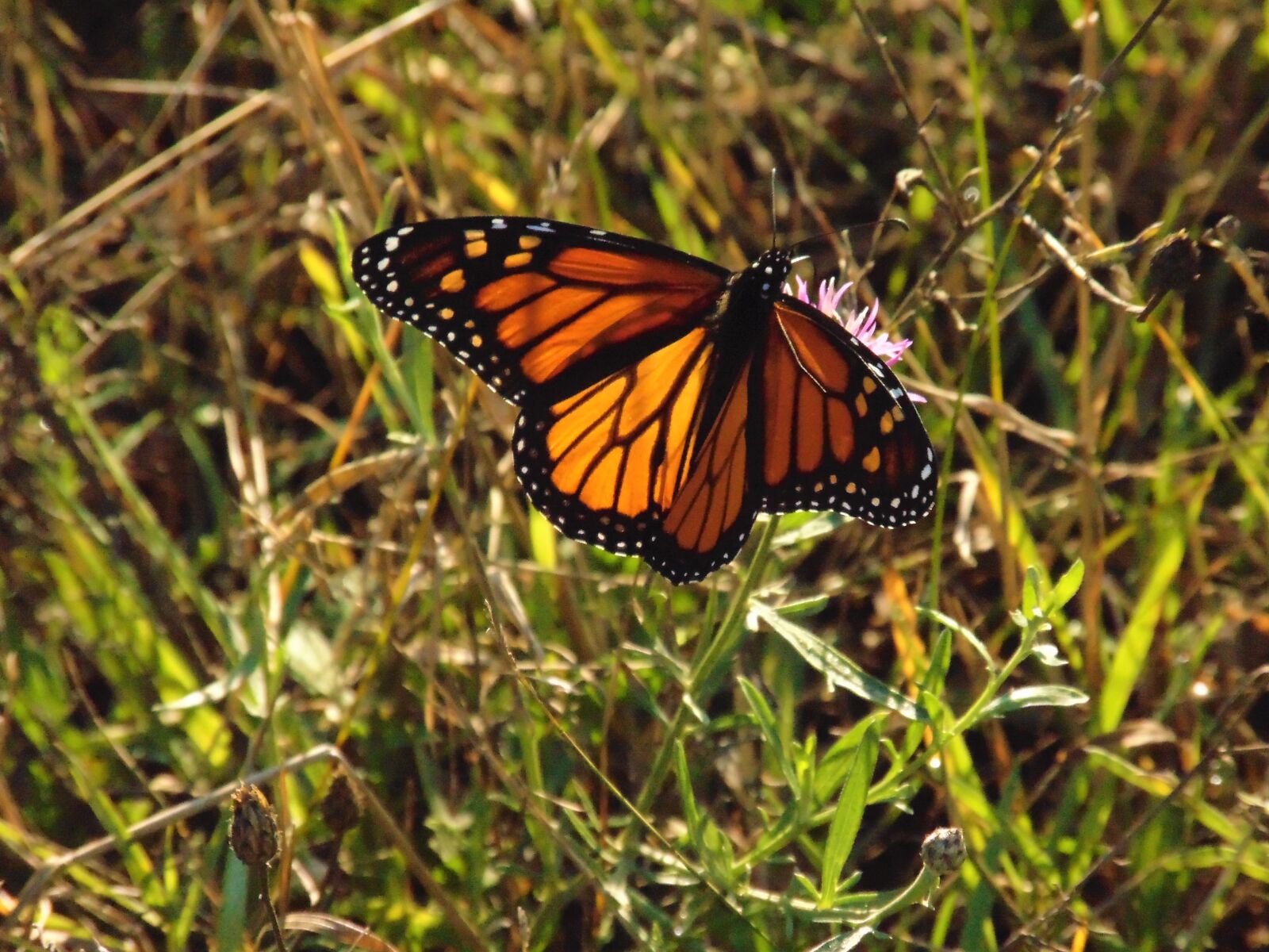 Sony Cyber-shot DSC-H300 sample photo. Bbutterfly, wings, peace photography