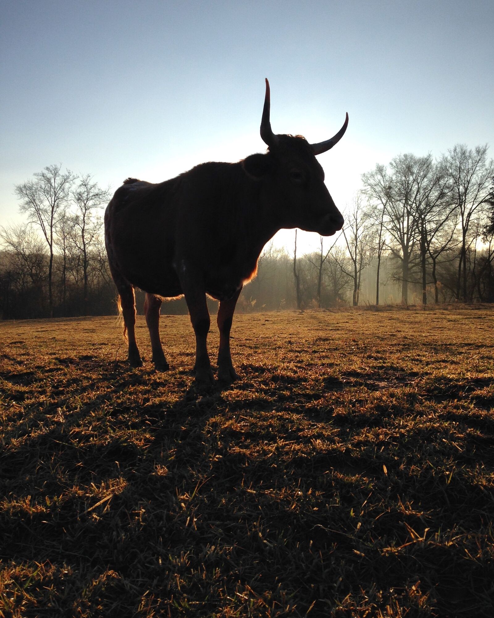 Apple iPhone 5c sample photo. Mammal, cow, cattle photography