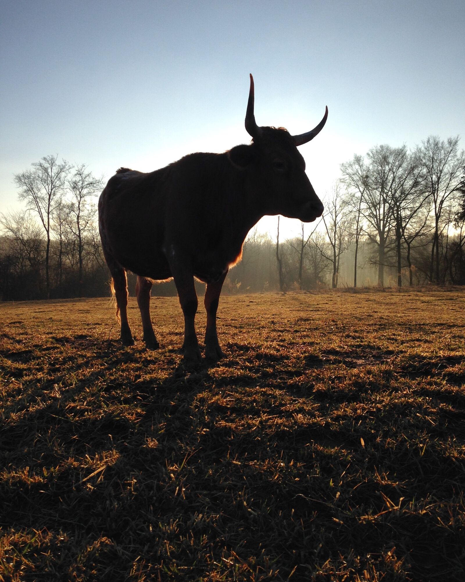 iPhone 5c back camera 4.12mm f/2.4 sample photo. Mammal, cow, cattle photography