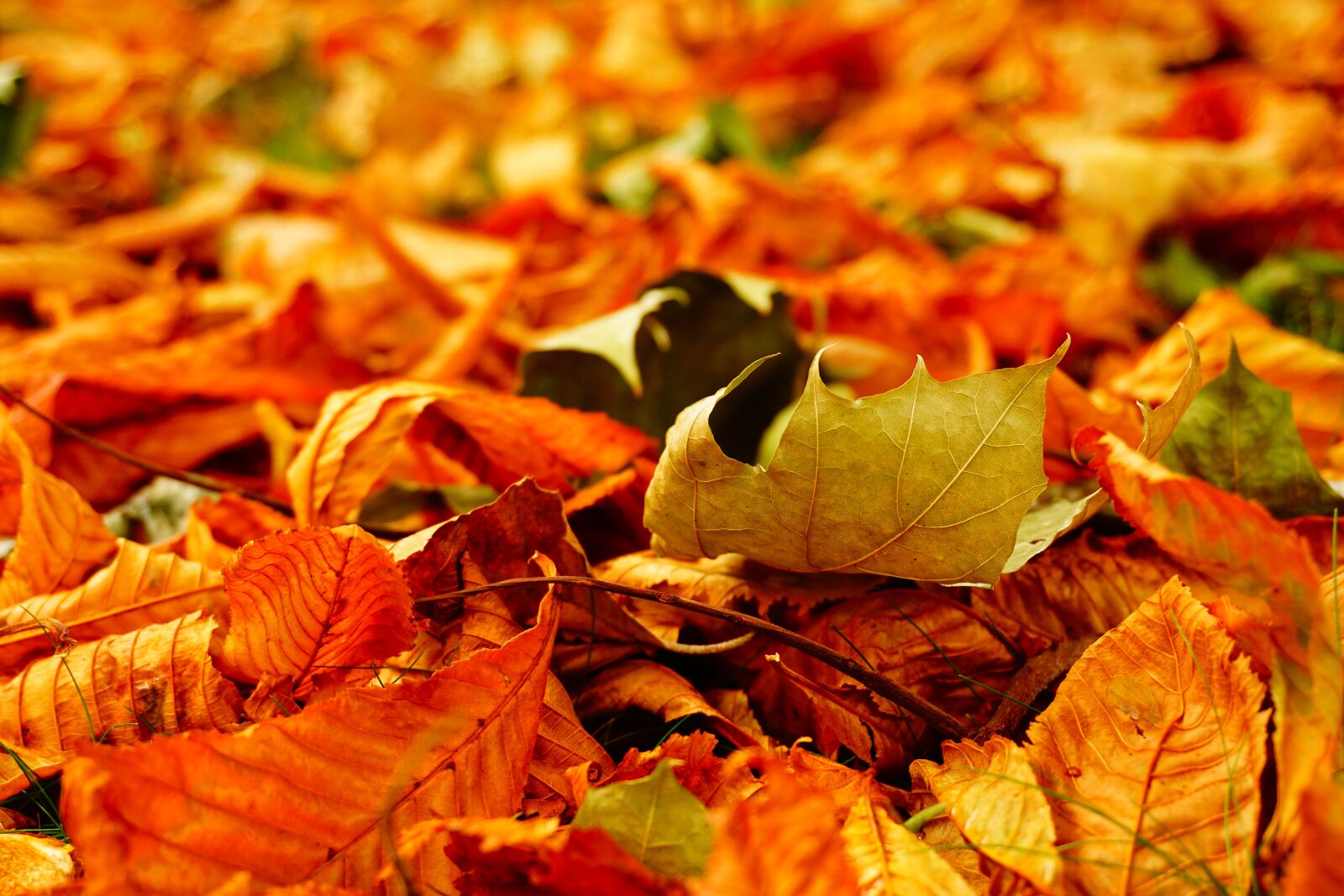 Sony a6000 sample photo. Autumn, leaves, leaf photography