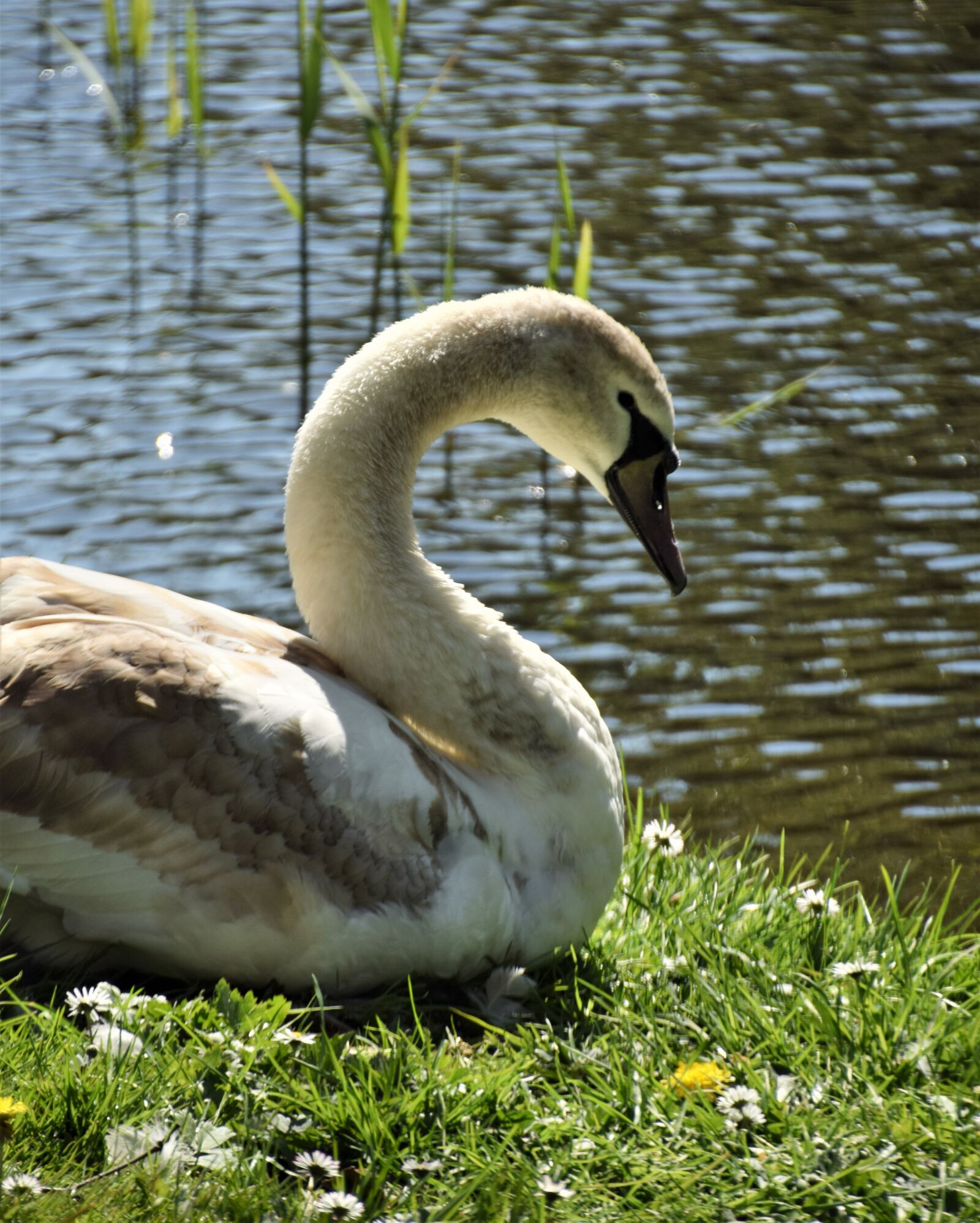 Nikon D3300 sample photo. Swan, hellevoetsluis, spring photography