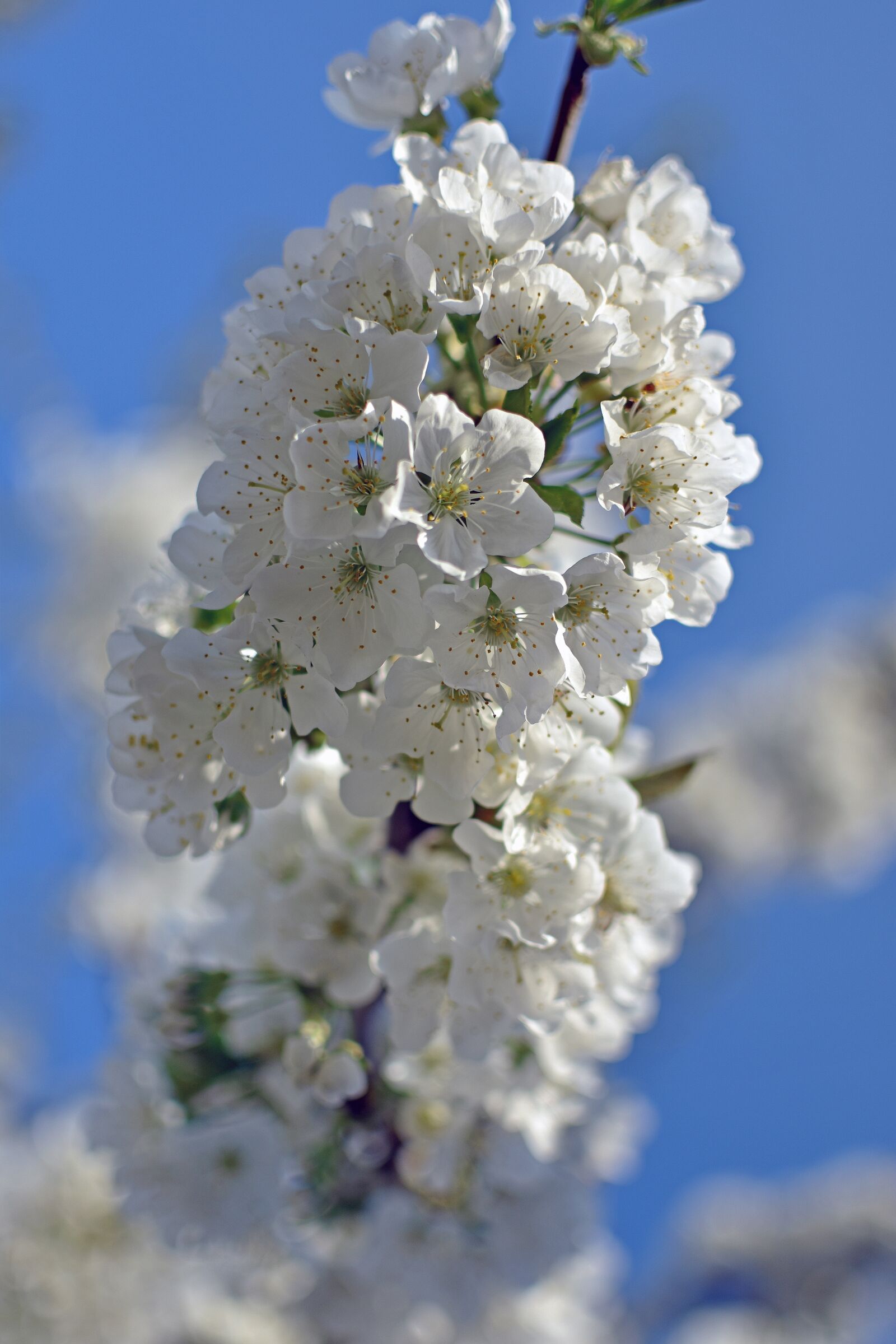 Nikon D5600 sample photo. Flower, cherry, tree photography