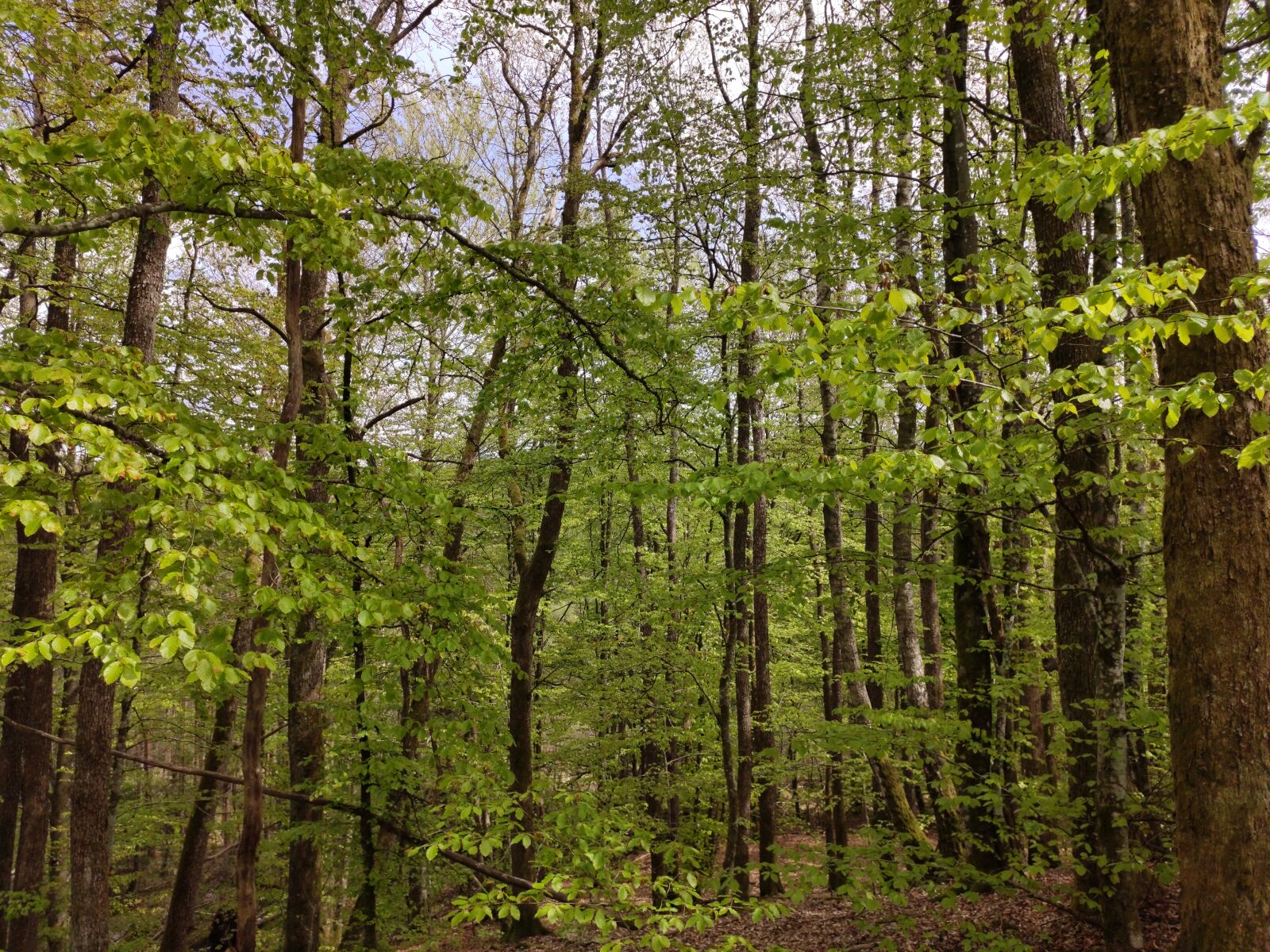 Xiaomi Mi 9T Pro sample photo. Forest, leaf, tree photography