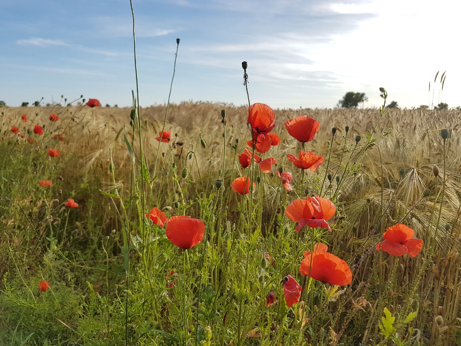 Samsung Galaxy S7 sample photo. Field, poppies, summer photography