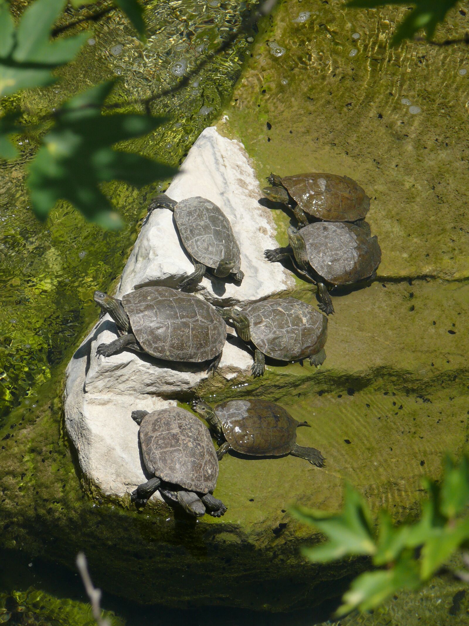 Panasonic DMC-FZ50 sample photo. Turtle, sun, animal photography