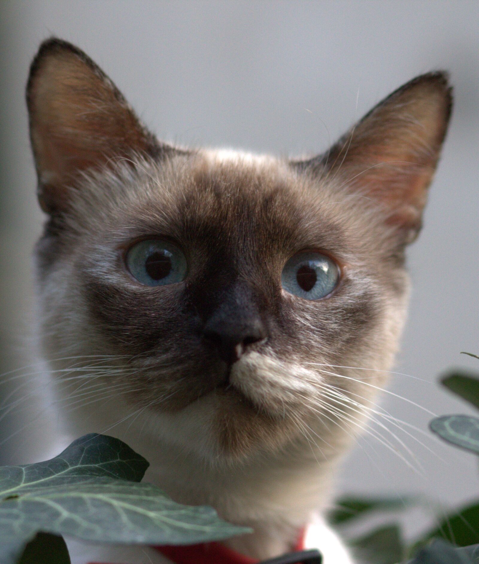 Canon EOS 700D (EOS Rebel T5i / EOS Kiss X7i) + Canon EF 85mm F1.8 USM sample photo. Cat, burmese, blue eyes photography