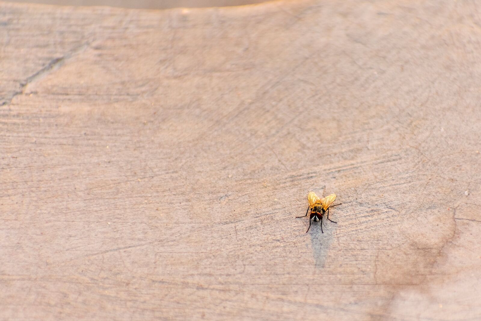 Nikon D3400 sample photo. House fly, bug, fly photography