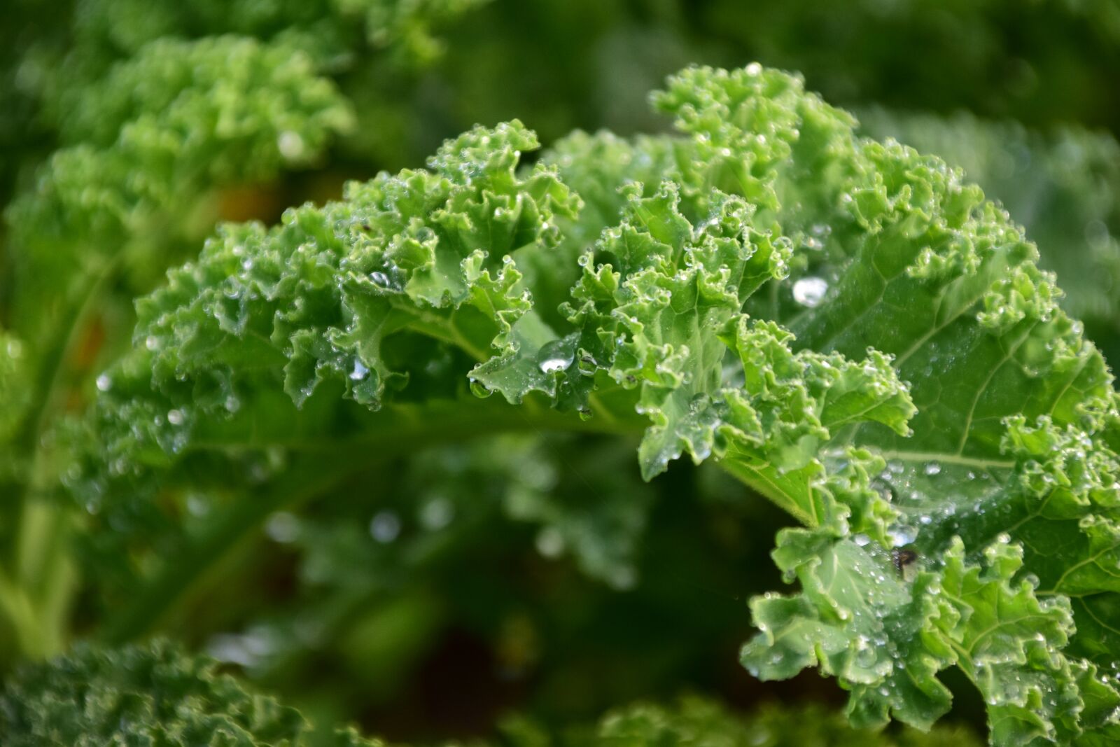 Nikon D3300 sample photo. Kale, green, leaves photography