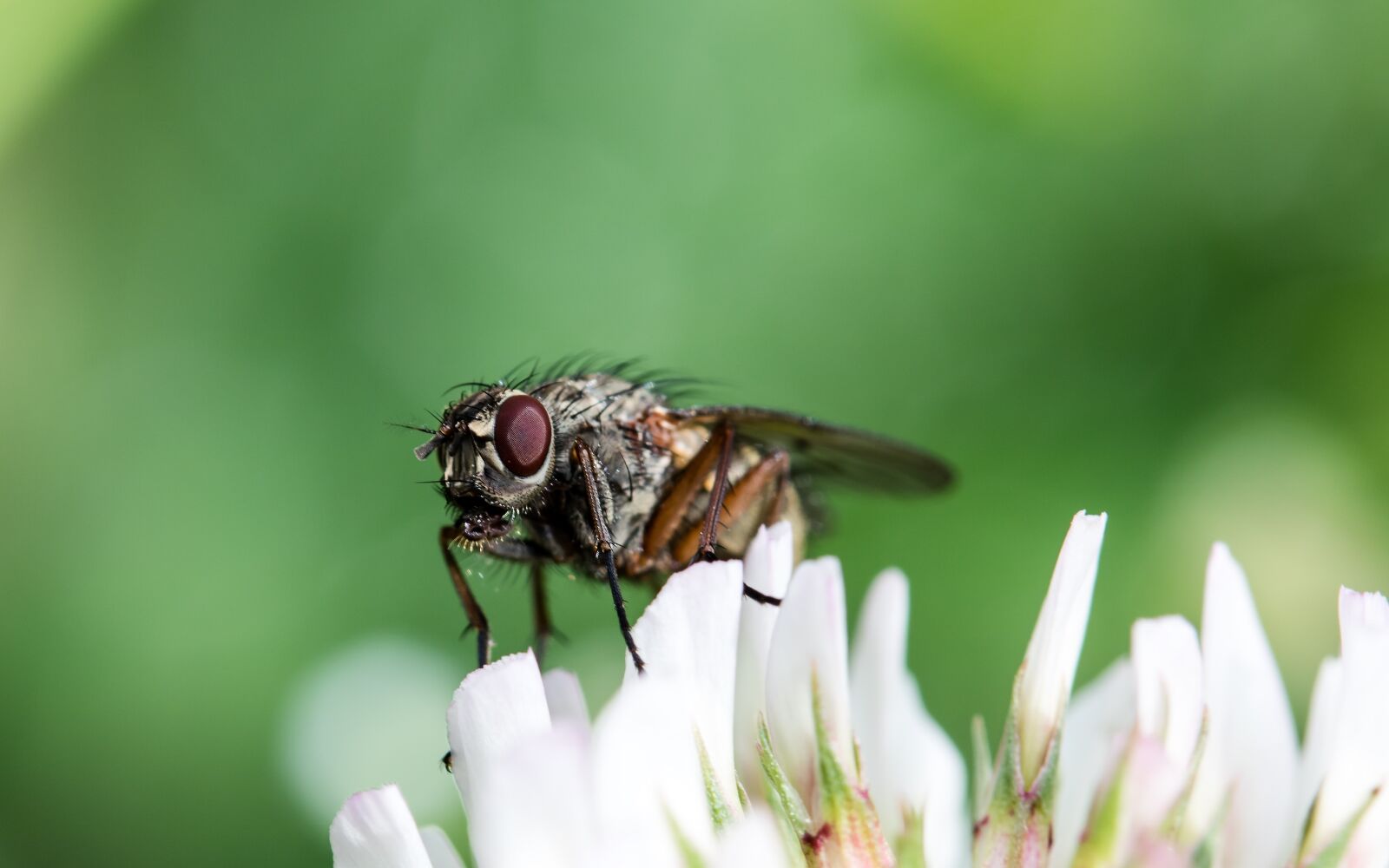 Canon EF-S 60mm F2.8 Macro USM sample photo. Bluebottle, calliphoridae, fly photography