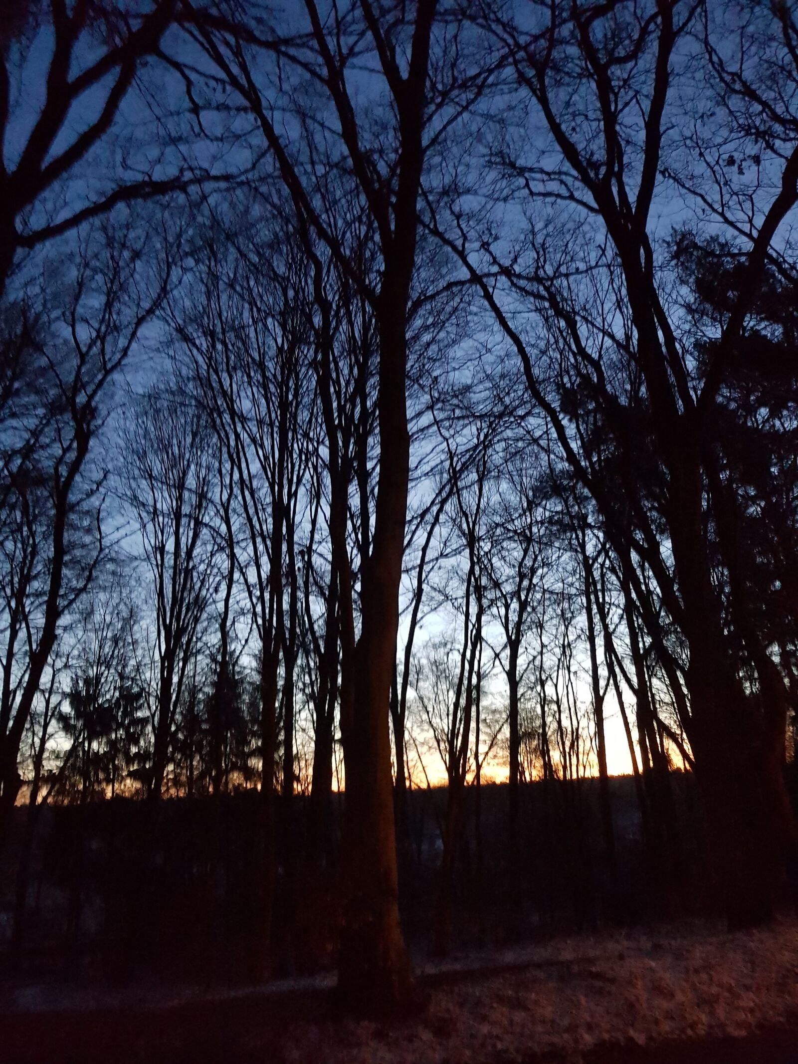 Samsung Galaxy S8+ sample photo. Lüneburg, forest, sunset photography