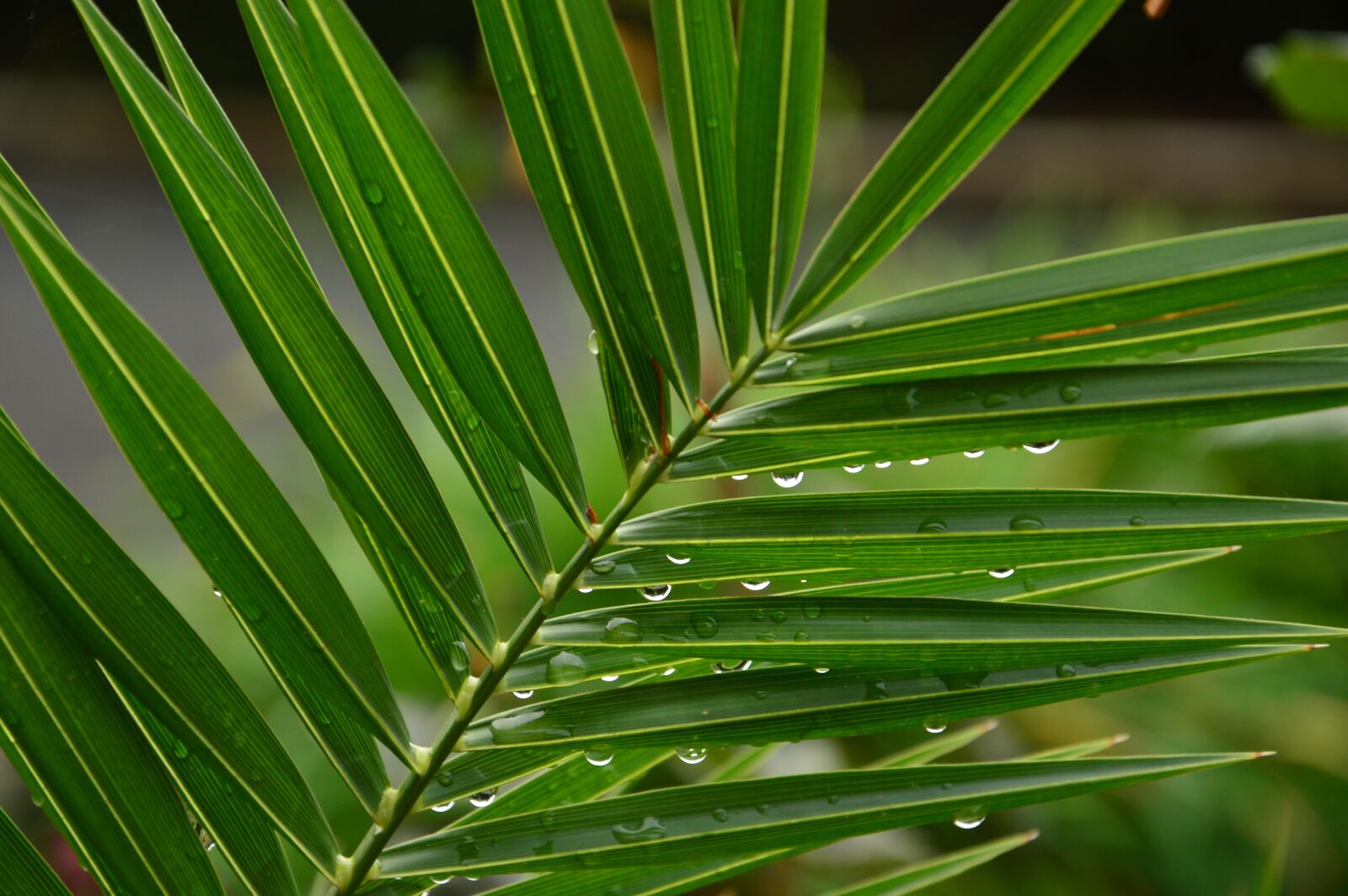 Nikon D3200 sample photo. Palm leaf, water drops photography