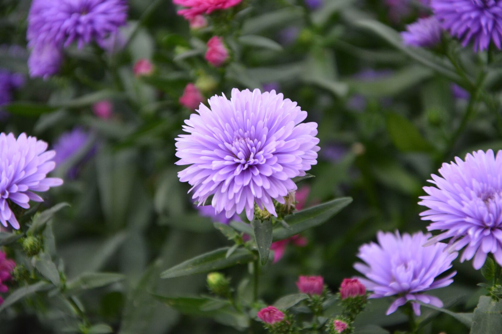 Nikon D5200 sample photo. Flowers, violet, purple photography